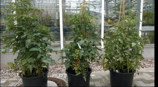 Ergebnisse zur Trockenstressbestimmung an Tomatenpflanzen Trockenstress: Zeitpunkt in Austrocknungsphase ab der die Pflanze irreversiblen Schaden bekommt Vermessen wurden sechs Tomatenpflanzen