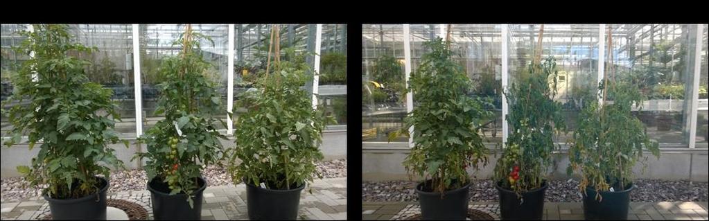 MBD [%] MBD [%] Ergebnisse zur Trockenstressbestimmung an Tomatenpflanzen 14 12 10 Topf 1 Messtag 1 Messtag 6 Referenz Pflanze-1 Pflanze-2