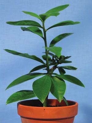 Pflanzen ABC P Pereskia Eigentlich war vorgesehen, der Pflanze den Namen Peireskia zu geben, und wie so oft