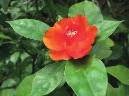 Heute findet man Wildpflanzen der Gattung Pereskia in Mexiko, Mittelamerika und Brasilien.