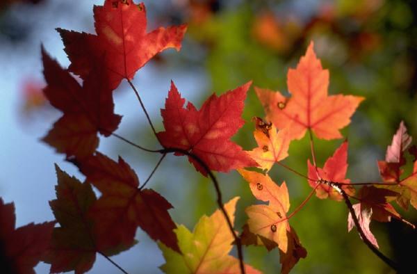 Herbst Rings ein Verstummen, ein Entfärben: Wie sanft den Wald die Lüfte streicheln, sein welkes Laub ihm abzuschmeicheln; ich liebe dieses milde Sterben.