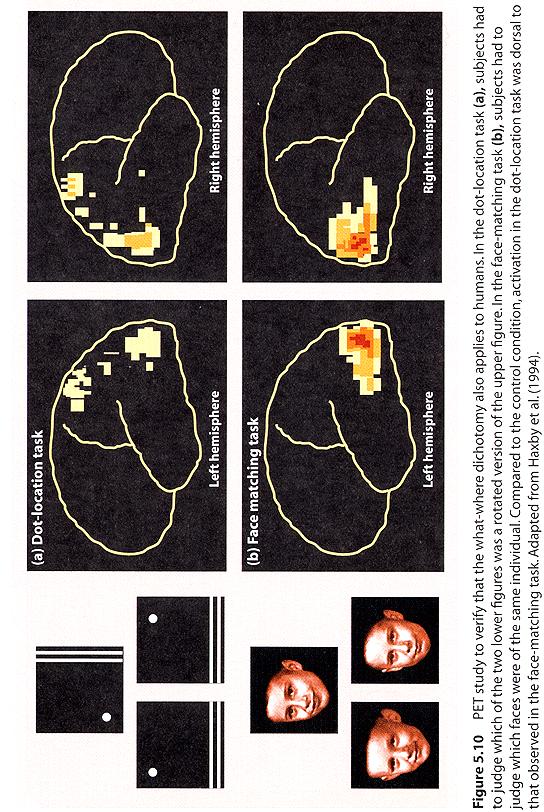 Doppelte Dissoziation "What vs. Where" Doppelte Dissoziation "Perception vs.