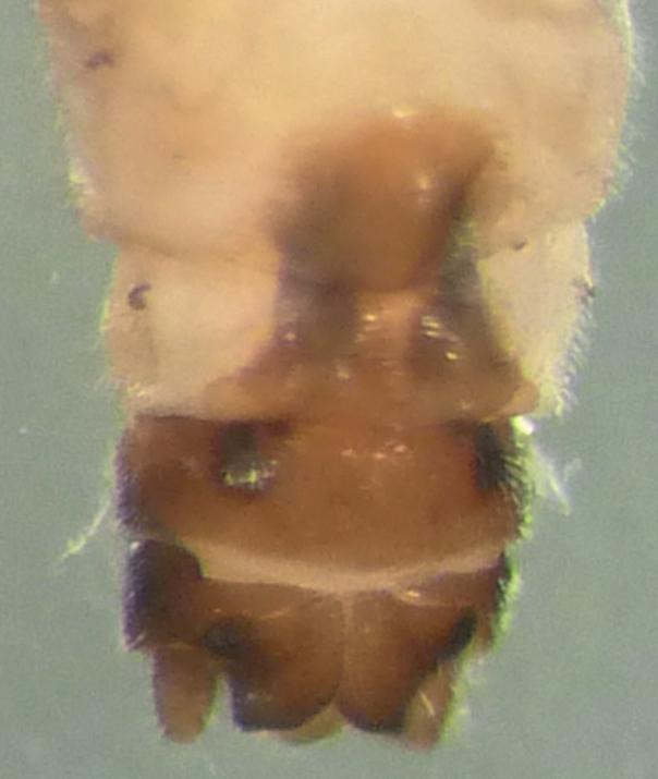 4: Protonemura lateralis, weibliches Genital, ventral LEUCTRIDAE Leuctra alpina