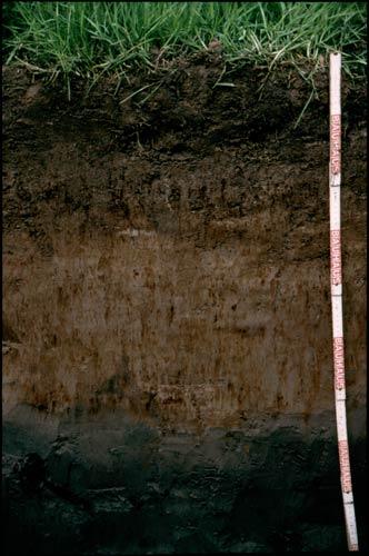 Der Gley (Ah-Go-Gr-Boden - russisch: sumpfiger Boden ) gehört zu den sogenannten hydromorphen, d.h. vom Bodenwasser beeinflussten, Böden.