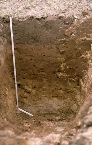 Die Braunerden (Ah-Bv-C-Boden) gehören zu den typischen Böden der Mittelbreiten und sind durch eine große Variationsbreite des Ausgangsgesteins