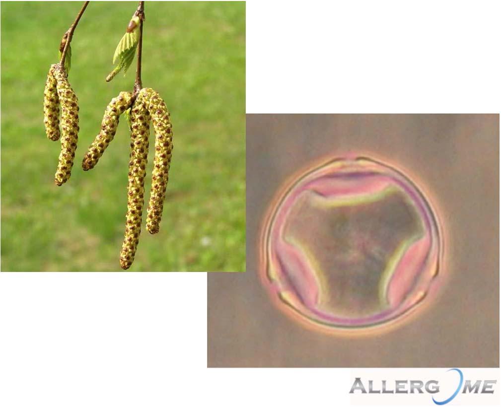 Prinzip der molekularen Allergiediagnostik Bet v 1 Betula verrucosa PR 10 Protein Pathogenesis related protein 10 In Archäen, Bakterien und Eukaryonten vorkommend Pflanzliches Stressprotein Thermo