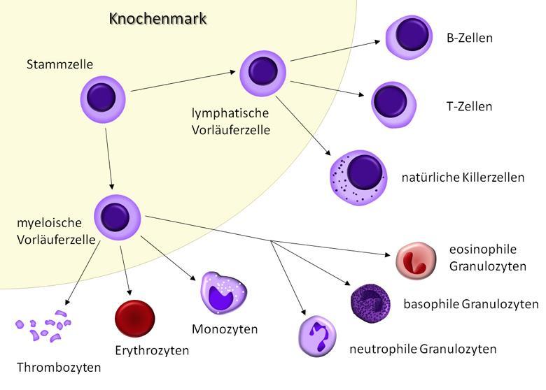 Stammzellen und Leukozyten