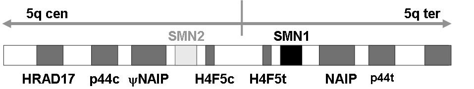 Abbildung 1: SMN-Region (Chromosom 5q13) 1 2 Ziel der Arbeit Ziel dieser Arbeit ist es, ein genetisches Modell für die Spinale Muskelatrophie zu erstellen.