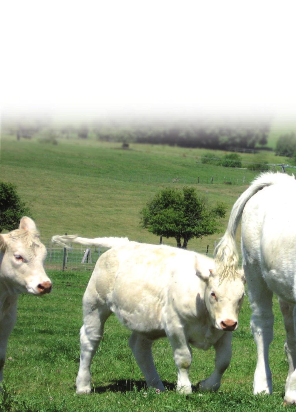 Eine traditionelle Aufzucht Charoluxe-Rindfleisch stammt von französischen Jungbullen der Fleischrasse Charolais und deren Kreuzungen.