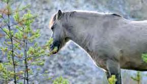 Das Konikpferd Konik ist die polnische Bezeichnung für Pferdchen. Das Konik ist ein urwüchsiges, robustes und genügsames Pony mit Tendenz zum Wildpferd.