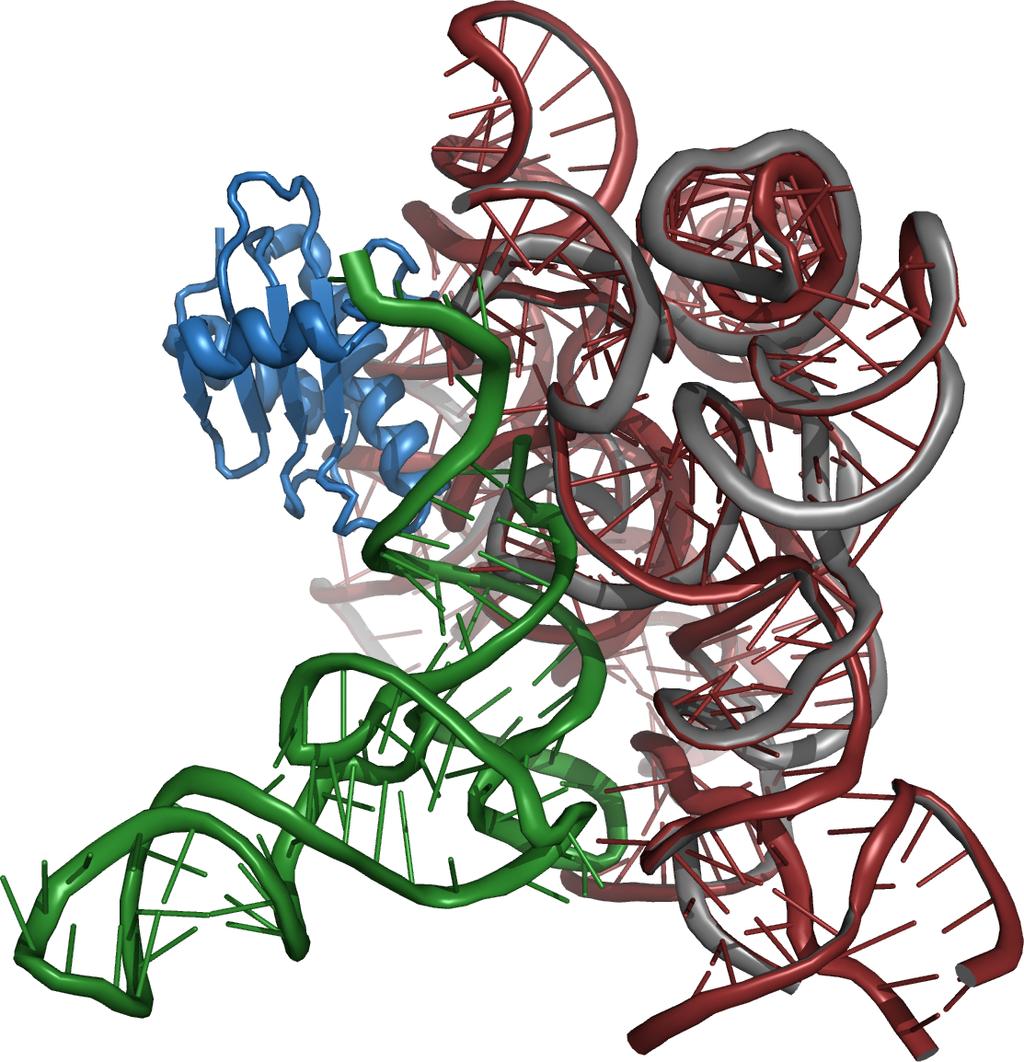 BI-Felder Evolutiona re Bioinformatik/Phylogenetik Rekonstruktion der Verwandtschafts- und Abstammungsverha ltnisse Grundlage fu r das Versta ndnis der