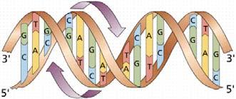 Biomoleküle DNA, RNA und Proteine lassen sich als