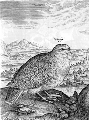 FINE FEATHERS MAKE FINE BIRDS 355 fig. 5. Partridge (detail from Collaert 1617) if these sites are also best represented among the three settlement categories under discussion here (fig. 2).