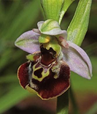 2008 (links oben); Ophrys