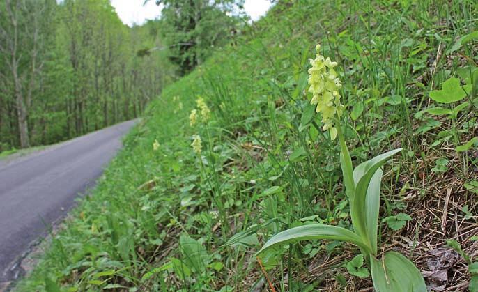 Abb. 6: Das Bleiche Knabenkraut (Orchis pallens) wächst am steilen Wiesenhang oberhalb der