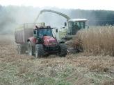 gehäckseltem Miscanthus seit