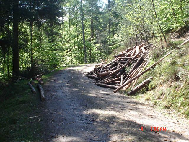 Zitate eines Fuhrmannes: Ich verstehe nicht, wie stolze Waldbesitzer mit viel Wald es fertig bringen, jährlich nur eine oder zwei Fuhren Holz verteilt auf
