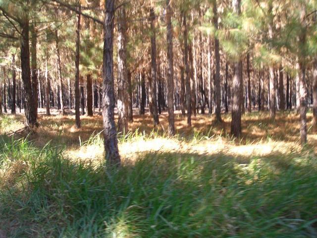 Pinusplantagen Pinusplantagen werden