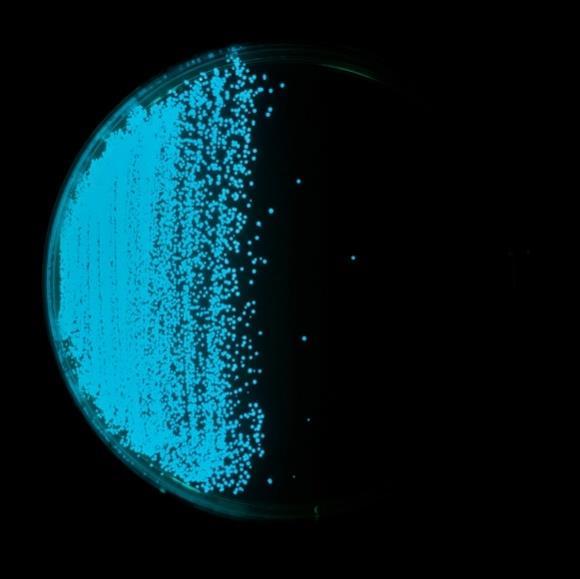 messen: Quorum sensing Vibrio fischeri