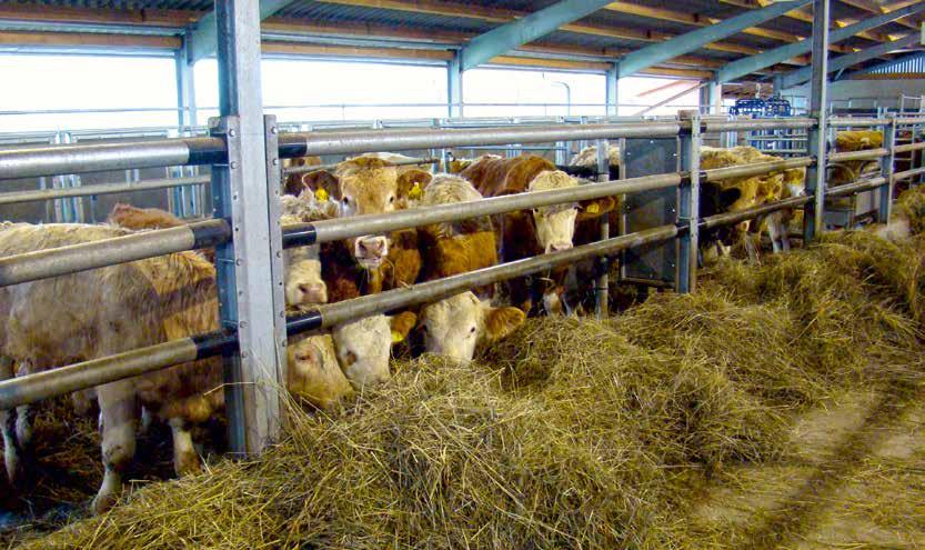 RINDUNDWIR September 2017 Marktbarometer Zuchtrinder Knappes Angebot lässt Preise steigen Nachfrage nach Milchrindern aller Kategorien auf hohem Niveau Bedarf an Kühen und abgekalbten Färsen kann