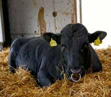 Zucht Fleischrind Wagyu-Deckbulle Saburou, Holstein-Wagyu in Negenharrie gyu-fleisches, das Alleinstellungsmerkmal dieser Rinderrasse aufgrund des hohen Anteils an intramuskulärem Fett.