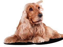 Sensitive und SELECT GOLD Light Lösungen, die perfekt auf die Bedürfnisse der jeweiligen Hundegröße zugeschnitten