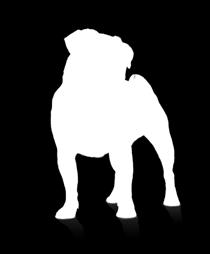 Maxi für große Hunde >25 kg*: Durch das höhere Körpergewicht werden Knorpel und Gelenke stärker belastet.