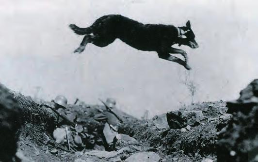 Am Ende des Krieges waren etwa 30 000 Hunde im Heeresdienst vorhanden [11].
