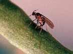 Topwirkung gegen Schädlinge Schützt langanhaltend Schont Bienen und Hummeln Auf Dauer wertvoll Biscaya trifft immer die richtigen nämlich Schädlinge, die im Raps nichts zu suchen haben.