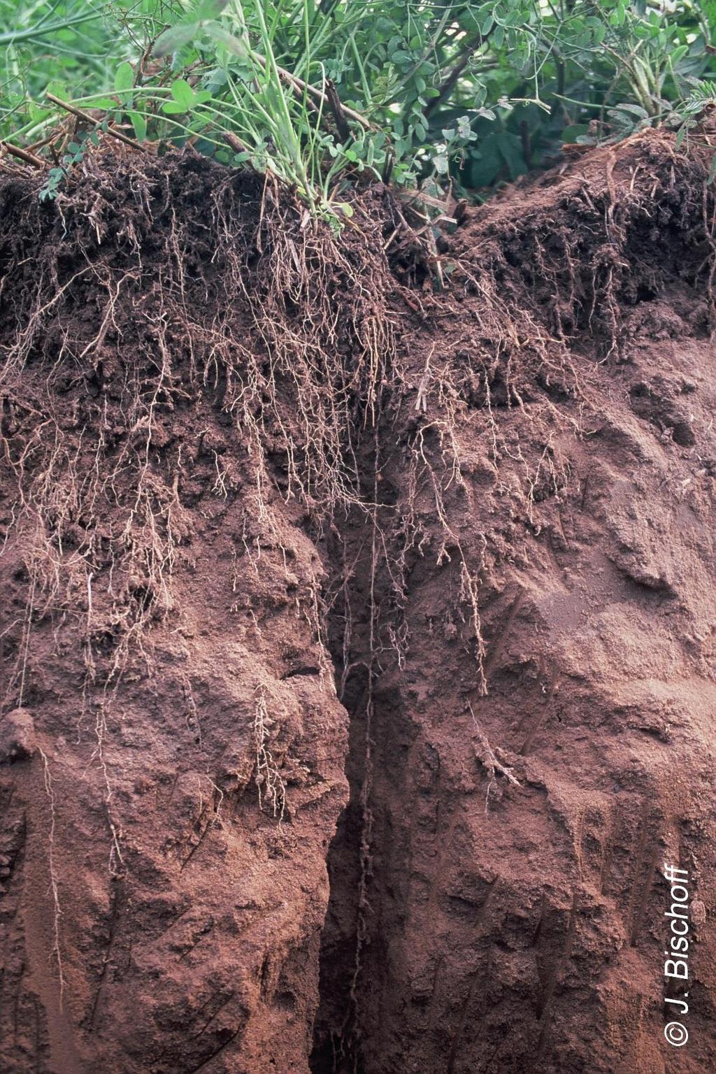 Sparriger Klee (Trifolium squarrosum L.) Einjähriger Klee mit Pfahlwurzel. Polwurzel bis 1,8 mm Seitenwurzeln bis 4.