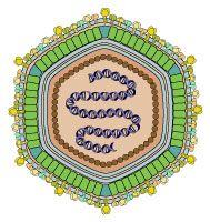 Erreger Asfavirus; großes, komplexes behülltes doppelstrang DNA-Virus Einzige DNA-Viren, die über Arthropoden (Lederzecke)