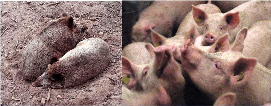 Empfängliche Tierarten Hausschweine Wildschweine Lederzecken