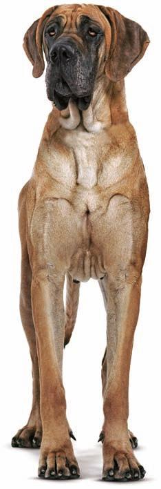 Besonderheiten großer Hunde: Knochen- und Gelenkerkrankungen Gelenkerkrankungen kommen bei Hunden häufig vor.