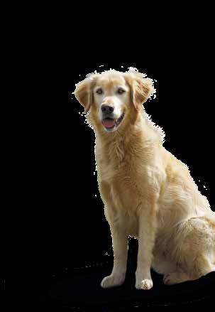 Zellschutz Niedriger Mineral- und Eiweißgehalt ideal für ältere Hunde Hochwirksame Vitamine und Omega-Fettsäuren für ein glänzendes Fell Vitamine und Spurenelemente als