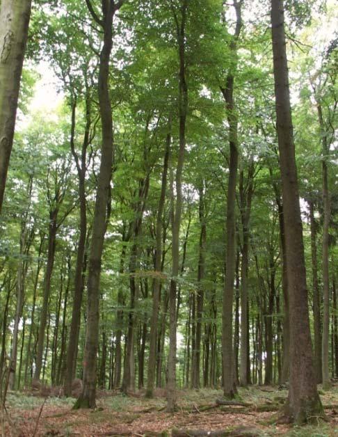 Folgen des Klimawandels in Hessen Wald und Forstwirtschaft, Wein- und Obstbau Auswirkungen des Klimawandels