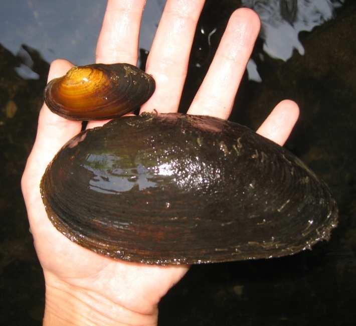 Die Flussperlmuschel......existiert seit etwa 65 Millionen Jahren...wird bis zu 13 cm groß und bis zu 140 Jahre alt...gehört zum Stamm der Mollusca (Weichtiere)...filtert ihre Nahrung aus dem Wasser.