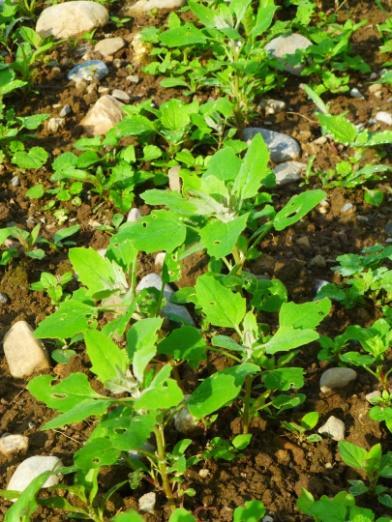 Quinoapflanze mit leichten Frassschäden; zu verwechseln ähnlich mit dem Weissen Gänsefuss (Foto: Strickhof) Öllein Leinöl gilt als eines der wertvollsten Pflanzenöle für die menschliche Ernährung.