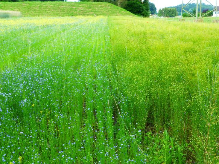 Öllein: Links Frühlingssaat und rechts Herbstsaat (Foto: Strickhof) Weitere Versuche Mais-Bohnen Mischkultur: Im dritten Jahr testen wir eine Mais-Bohnen Mischkultur um die betriebseigene