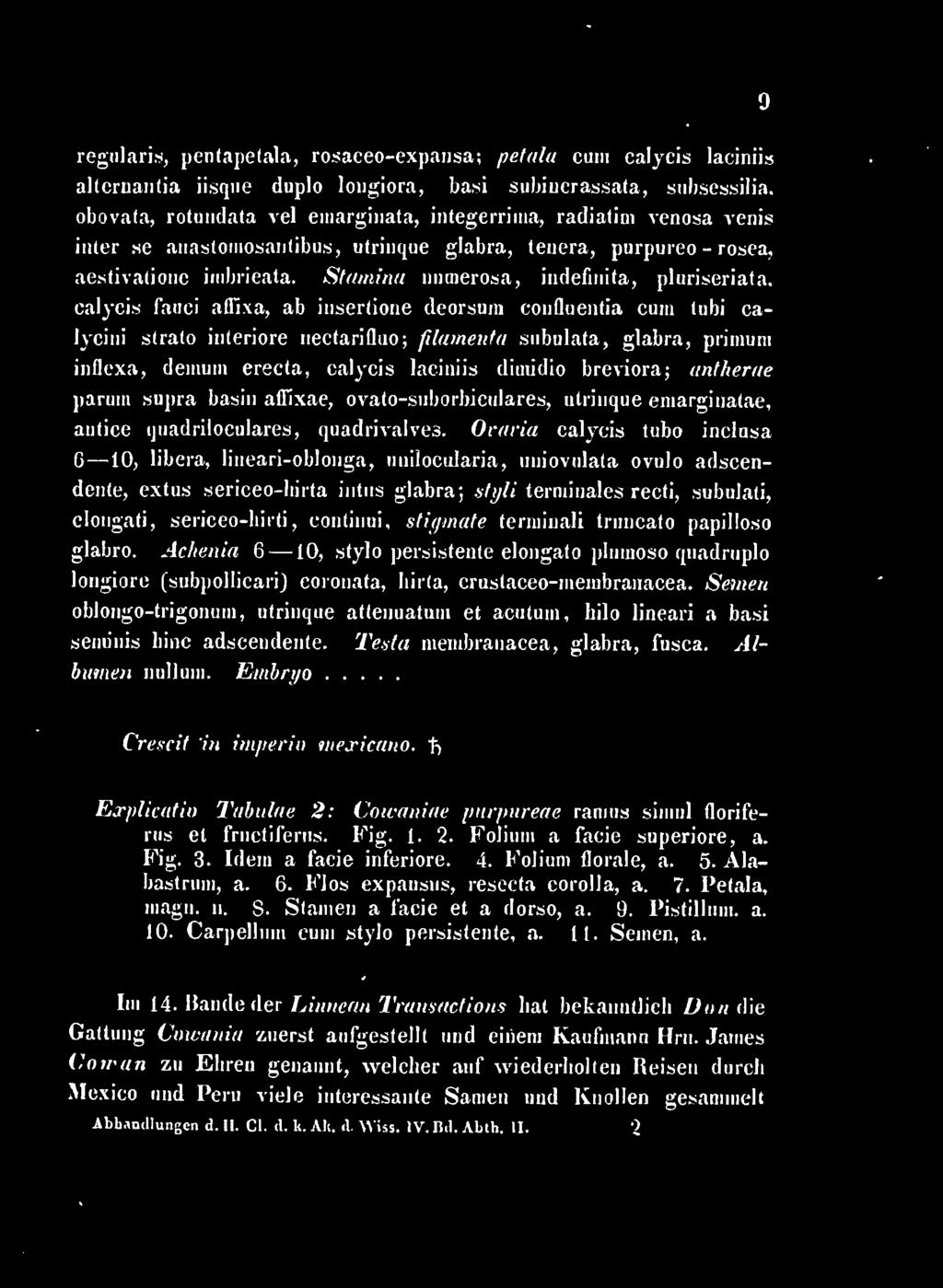 breviora; antherae paruiii supra basiii affixae, ovato-suborbiculares, utiiiique eiuargiuatae, autice quadriloculares, quadrivalved.