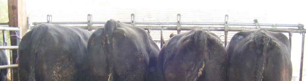 Fütterung der Mutterkuh Körperkondition der Kühe beachten! Körperkondition beim Trockenstellen bzw.