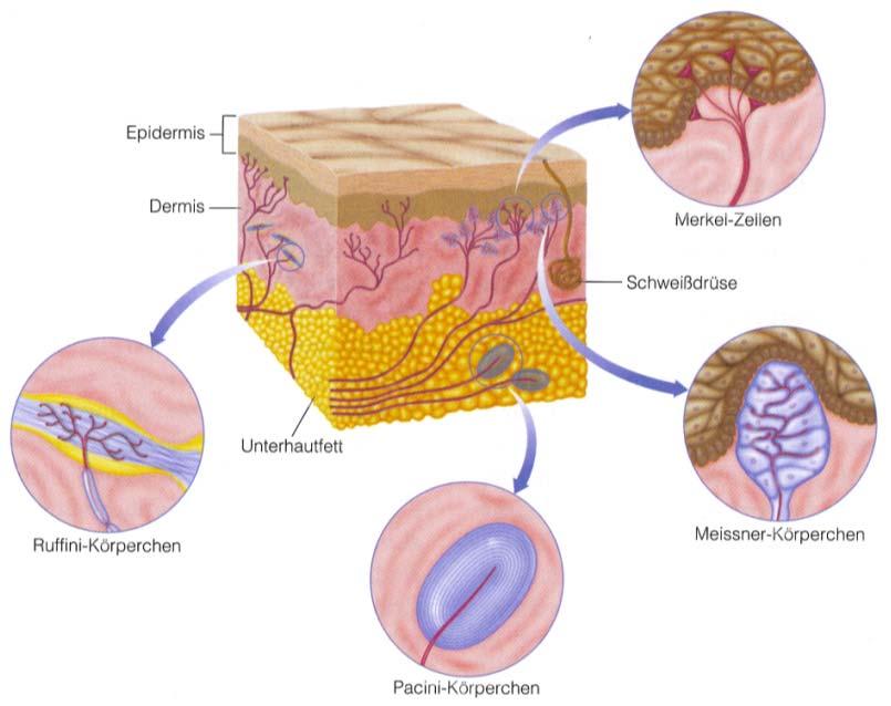 Mechanorezeptoren in der Haut (Aus