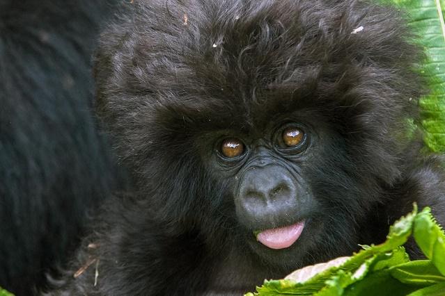 Neben den Gorillas ist der Park auch die Heimat von weiteren Affenarten, Elefanten und verschiedenen Klein-Antilopen.