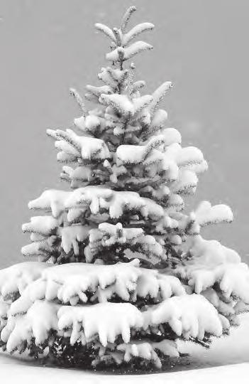 Also, schaut einfach vorbei und vielleicht habt ihr eine Idee, wie der Baum noch schöner aussehen kann. Gemeindeweihnachtsfeier Traditionell findet am Mittwoch, den 13.