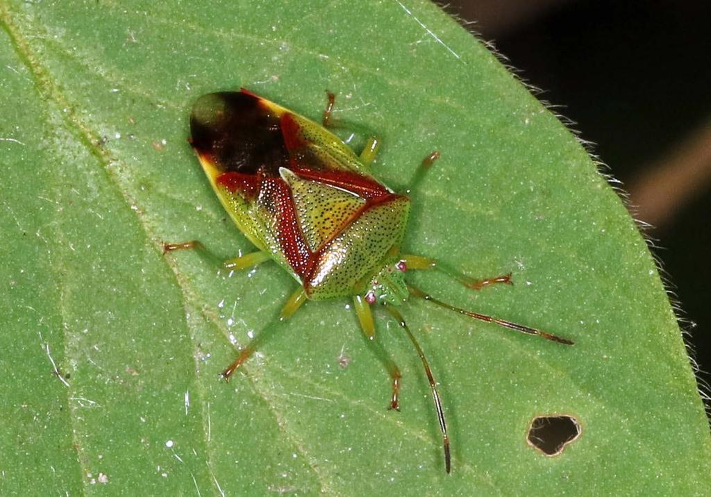 Abbildung 3: Elasmostethus minor (Acanthosomatidae) lebt monophag auf Gewöhnlicher Heckenkirsche (Lonicera xylosteum) und ist