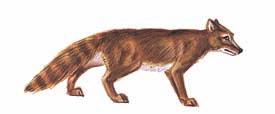 Nachdem sich die Raubtiere in Hunde- und Katzenartige getrennt hatten, entstand vor 40 Millionen Jahren der urtümliche Hesperocyon.