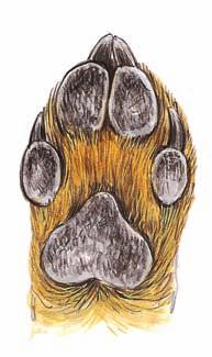 Hundeverwandte Zu den Hundeartigen gehören auch die Bären, Robben, Marder und Stinktiere.
