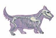 Körperbau Wildhunde sind Lauftiere, die ihre Beute verfolgen und hetzen. Daher ist ihr Körper schlank und muskulös, die Beine sind lang und kräftig. Beim Laufen berühren nur die Zehen den Boden.