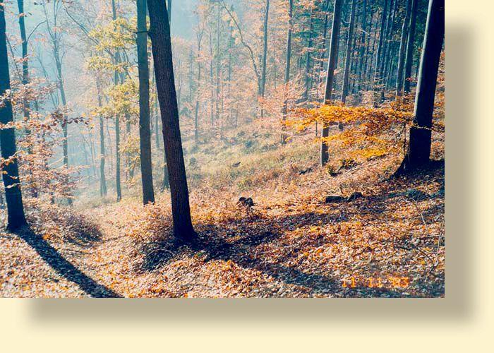 Eulengebirge - Schlesien An der Grenze zu Tschechien haben unsere drei Forstämter der