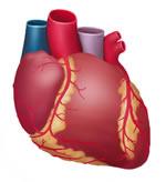 Herzinfarkt) GOT/AST Herzmuskel,