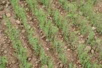 Aussaat Bestellung Bodenverdichtungen vermeiden Feinkrümeliges und rückverfestigtes Saatbett Saatzeit Ende März bis Anfang April Spätfröste